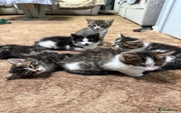 Mixed Breed cats for sale: 🐾 Free Kittens Looking for Loving Homes 🐾 - Image 11