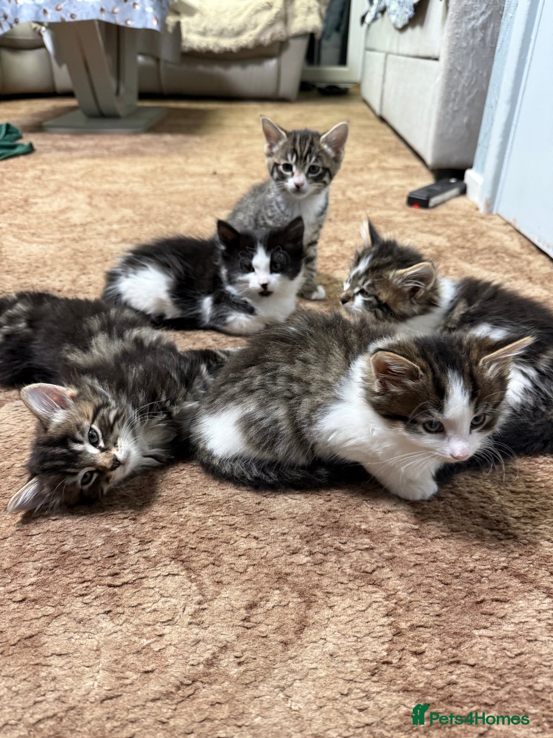 Mixed Breed cats for sale: 🐾 Free Kittens Looking for Loving Homes 🐾 - Image 11