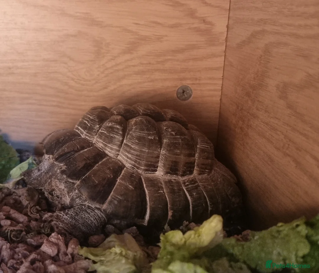 Tortoise reptiles for sale: 2 Greek Tortoise with indoor enclosure  in Ebbw Vale - Advert 2