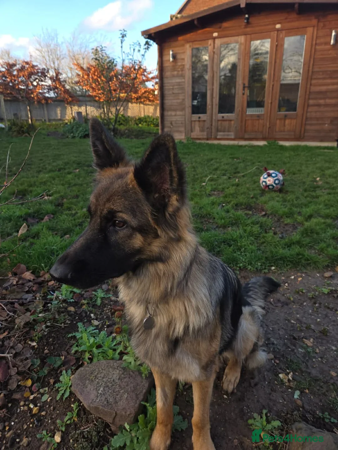 German Shepherd dogs for sale: Beautiful Female 15 Month Old German Shepard.   - Advert 4