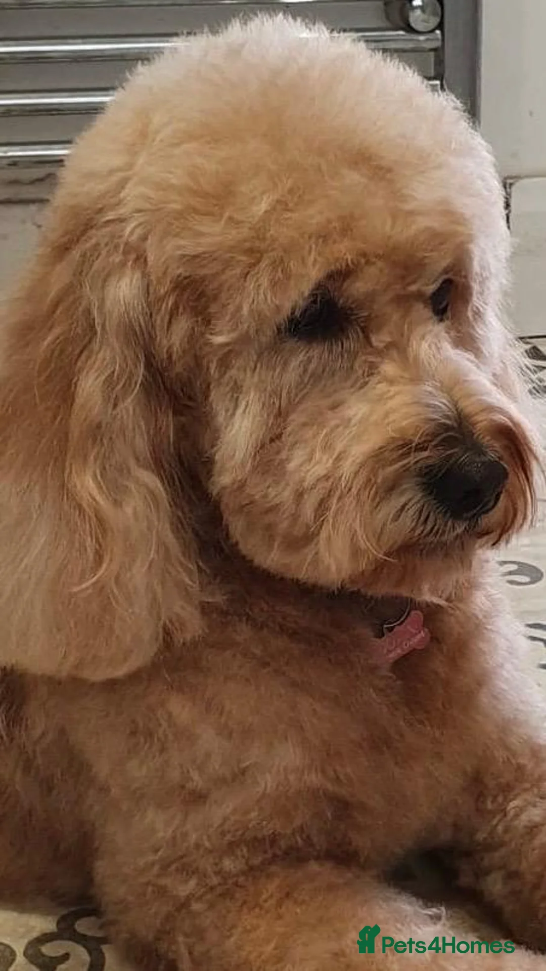Mini Goldendoodle dogs for sale: Stunning F1b Miniature Goldendoodles - Advert 2