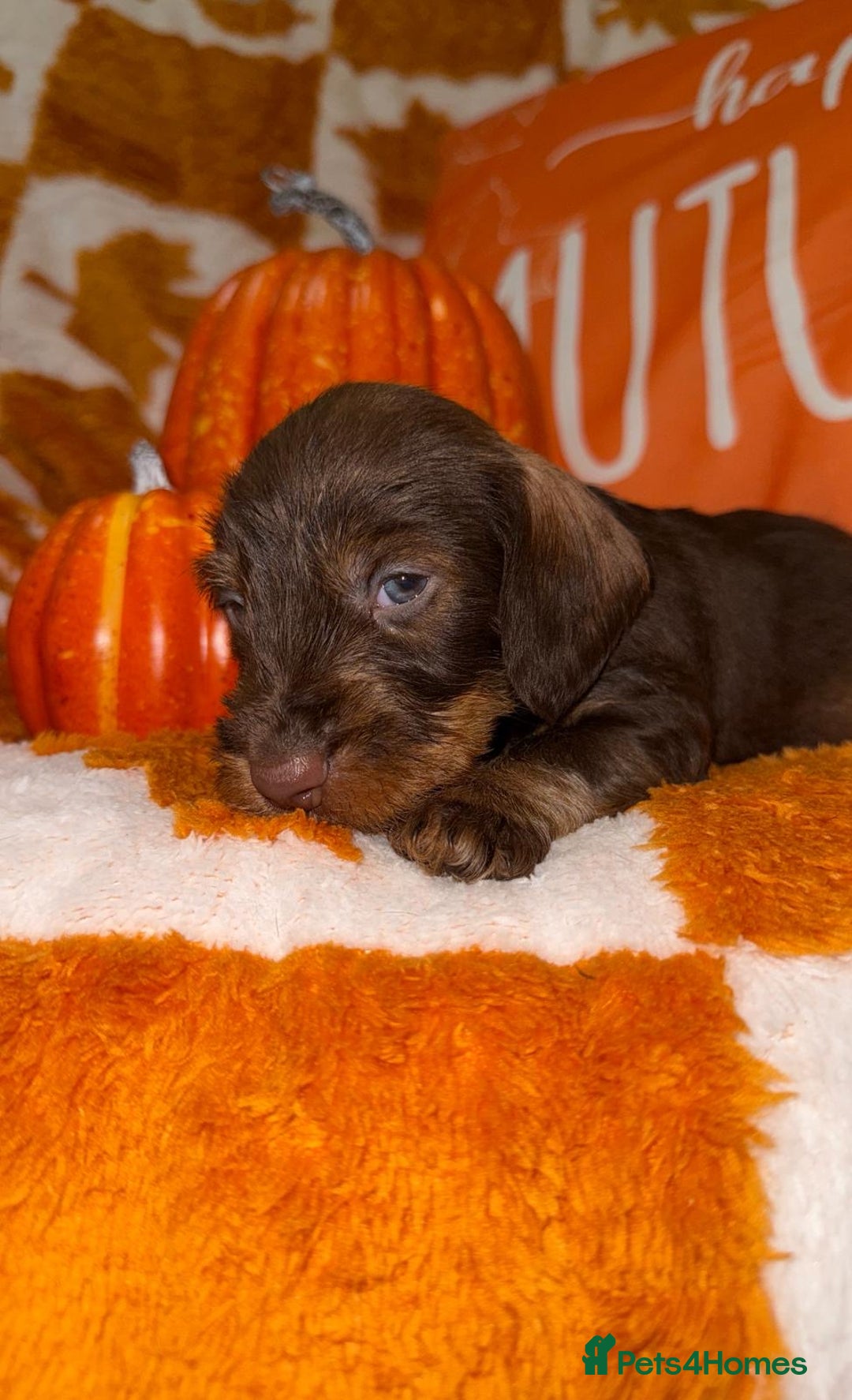 Dachshund dogs for sale: 🩷💙Stunning KC Wire haired Dachshunds🩷💙 - Image 9