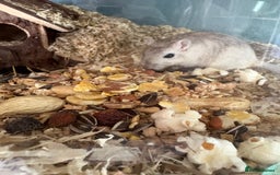 Gerbil rodents for sale: 4 bonded female gerbils and set up - Image 3