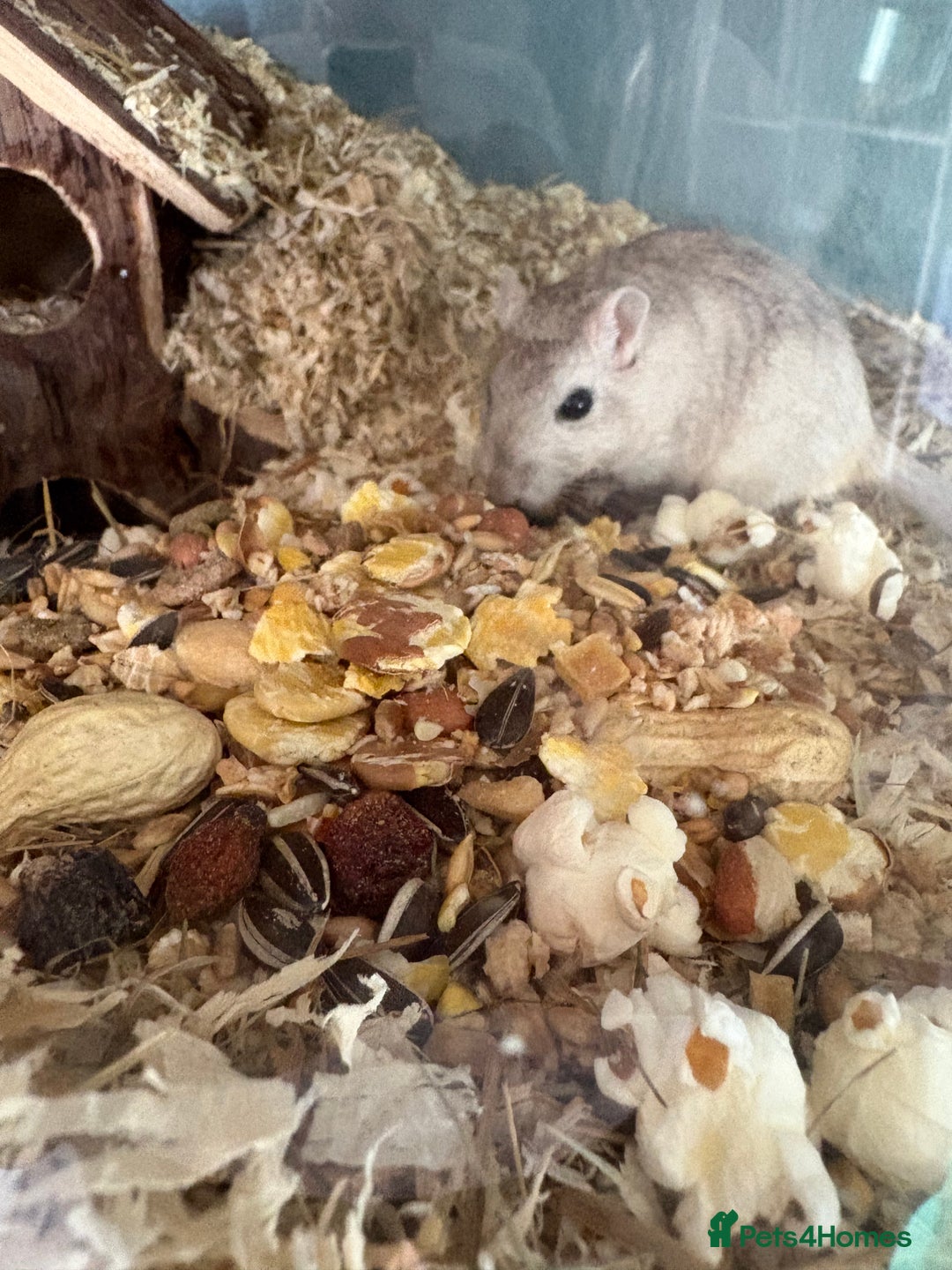 Gerbil rodents for sale: 4 bonded female gerbils and set up - Image 3