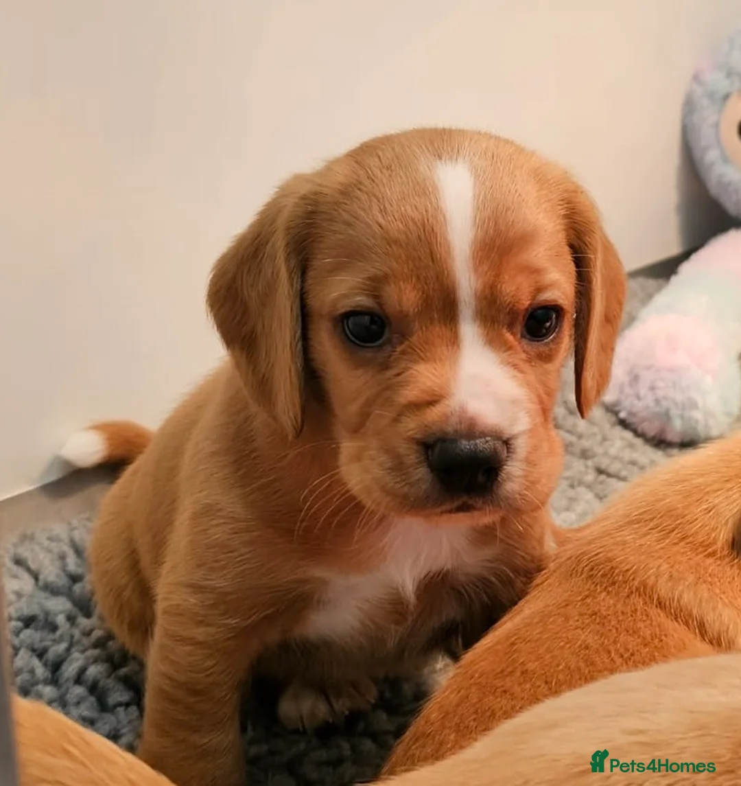 Bocker dogs for sale: Beautiful Red Bocker Pups - Ready 18.02.26 - Advert 14