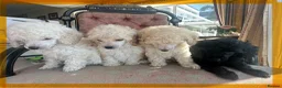 Miniature Poodle dogs for sale: Pedigree club registered Miniature poodles  - Advert 8