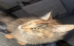 Maine Coon cats for sale: 2 mainecoon cats  - Advert 4
