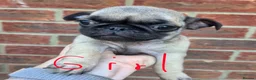 Pug dogs for sale: Pugs Puppies for sale - Advert 6