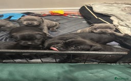 Staffordshire Bull Terrier dogs for sale: Staffordshire Bull Terrier pups - Image 10
