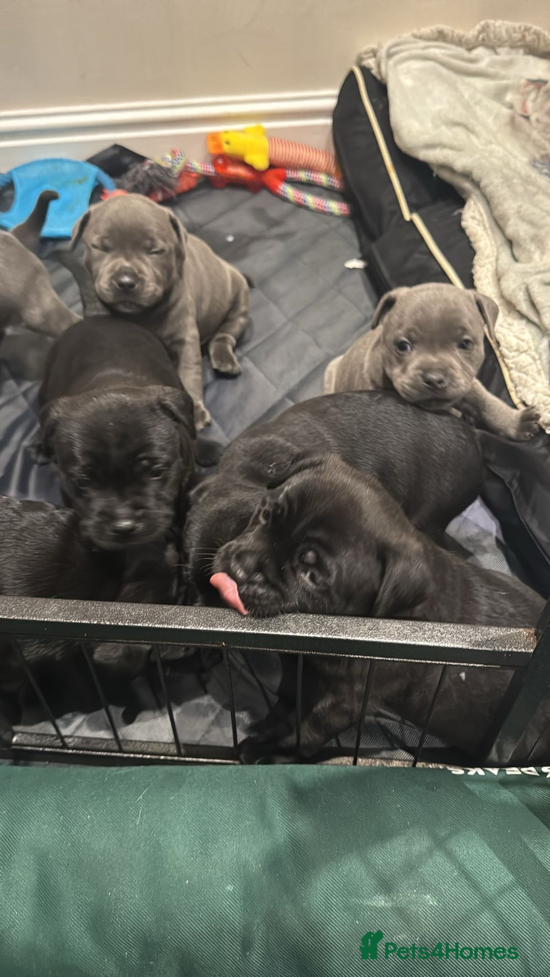 Staffordshire Bull Terrier dogs for sale: Staffordshire Bull Terrier pups - Image 10