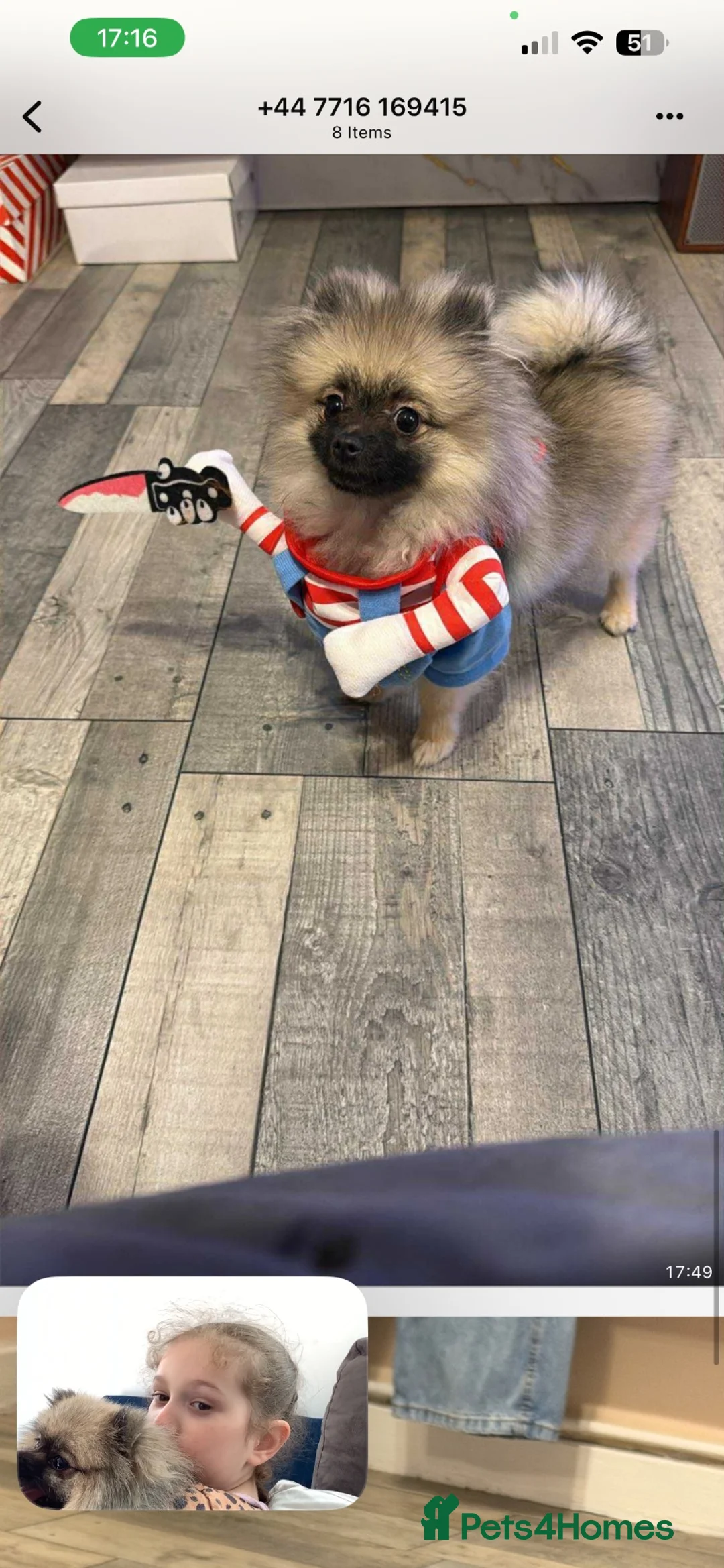 Pomeranian dogs for sale: Pomerian for sale - Advert 4