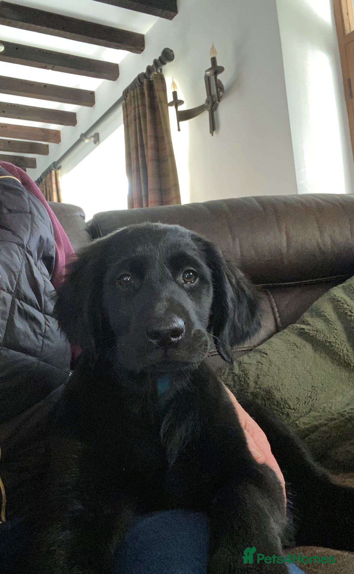 Mixed Breed dogs for sale: *Ready Now!* Golden x Flat coated retriever pups! - Advert 14