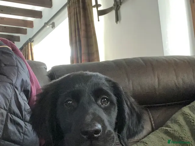 Mixed Breed dogs for sale: *Ready Now!* Golden x Flat coated retriever pups! - Advert 14