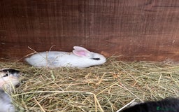 Mixed Breed rabbits for sale: Baby bunnies - Image 15