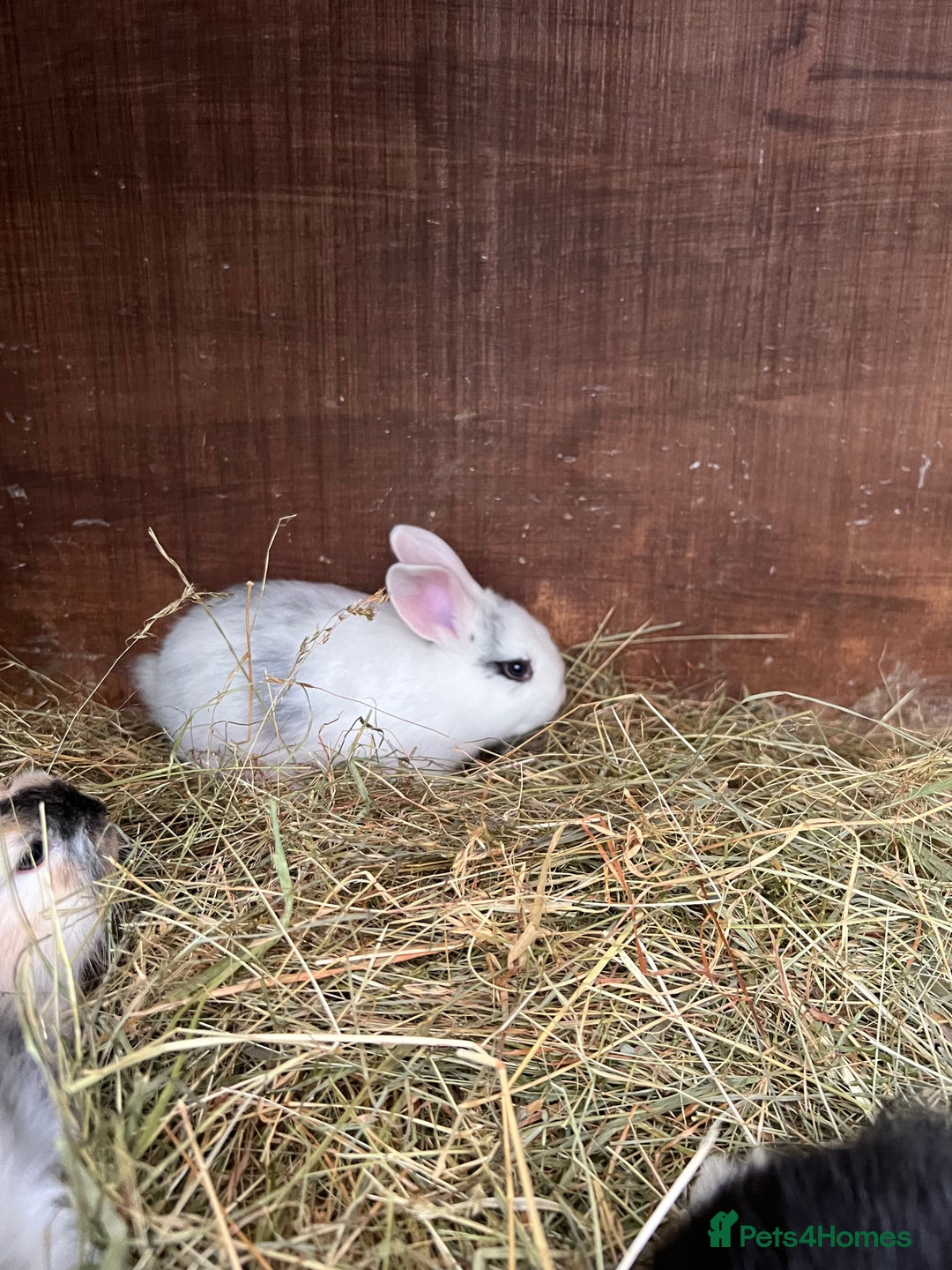 Mixed Breed rabbits for sale: Baby bunnies - Image 15