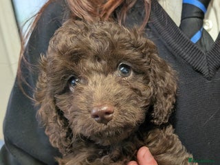 Cockapoo dogs F2b cockapoo Puppies (all females) - Advert 5