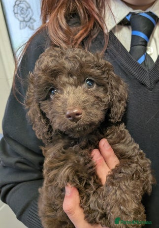 Cockapoo dogs F2b cockapoo Puppies (all females) - Advert 9