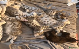 Savannah cats for sale: Savannah Kittens - Image 4