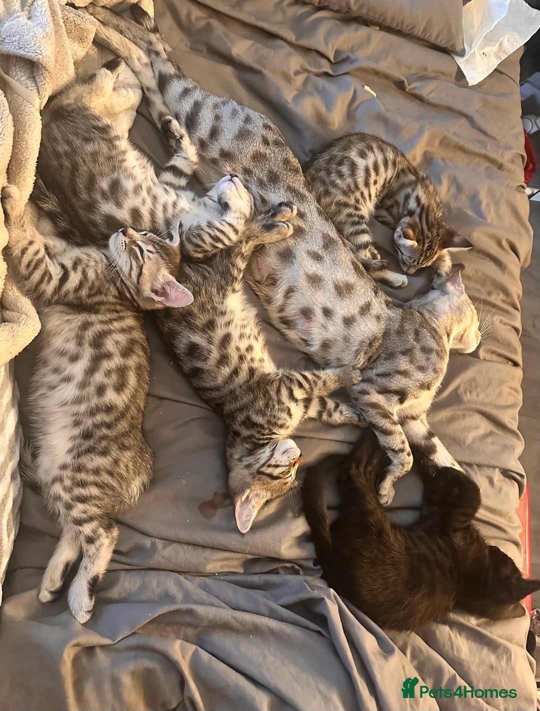 Savannah cats for sale: Savannah Kittens - Image 4