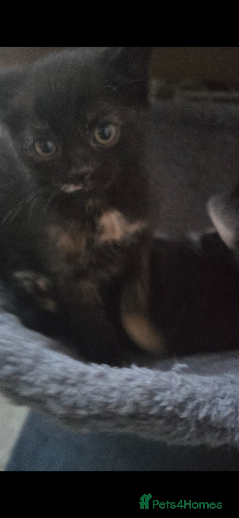 Mixed Breed cats for sale: Lovely girl kitten 😸 😍  - Advert 3