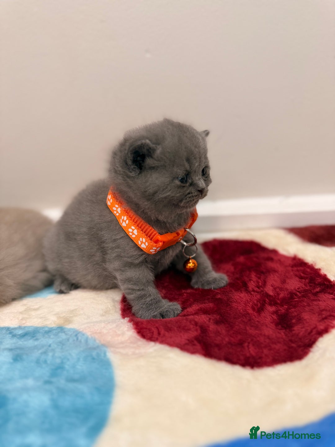 British Shorthair cats for sale: Beautiful big British Shorthair Kittens - Advert 14