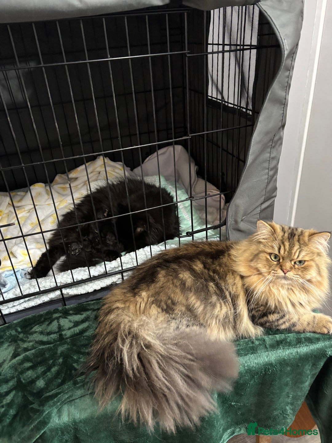 Mixed Breed cats for sale: Beautiful Persian Chinchilla cross kittens  - Image 22