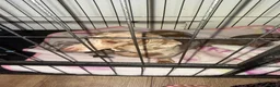 Miniature Dachshund dogs for sale: Mini dachshunds - Advert 2