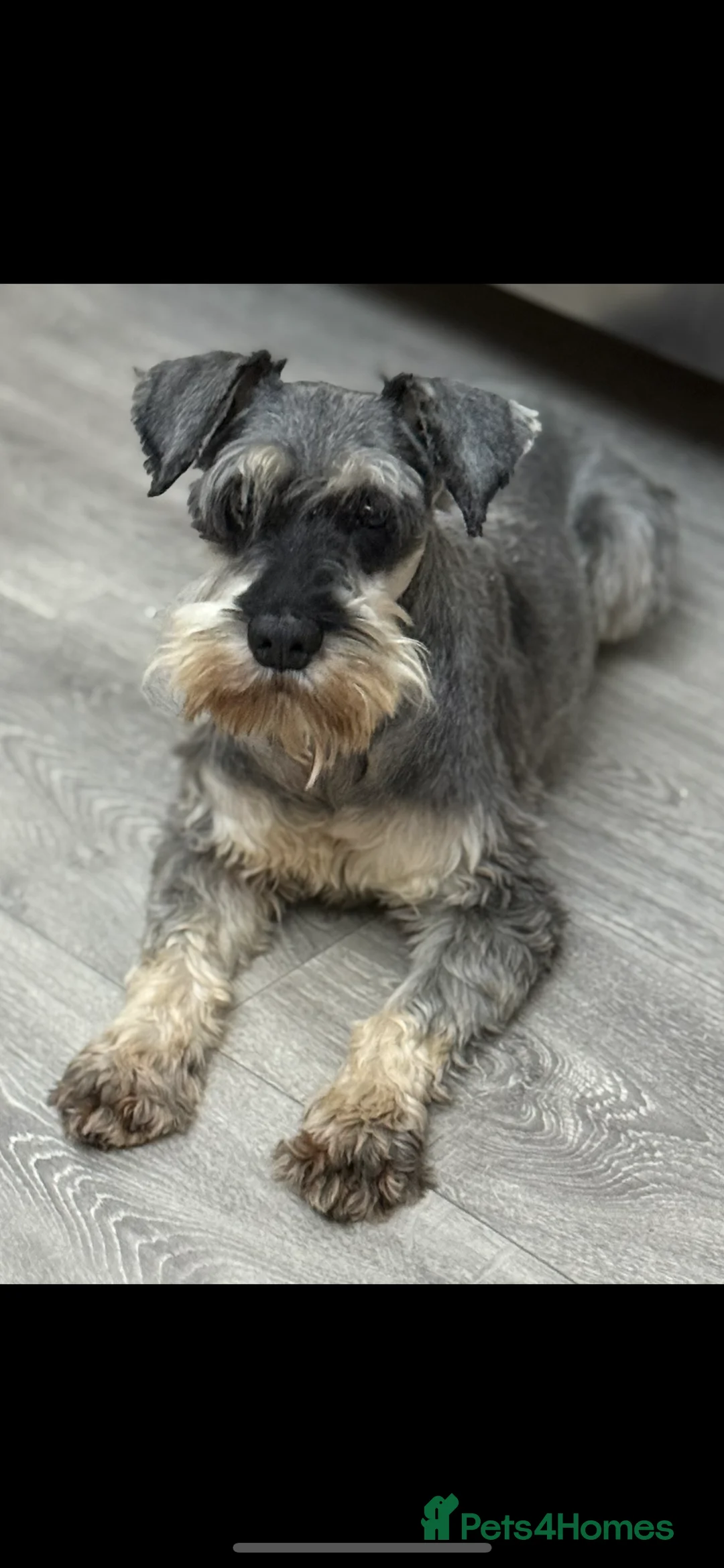 Mixed Breed dogs for sale: Two beautiful mini schnoodle pups - Advert 9