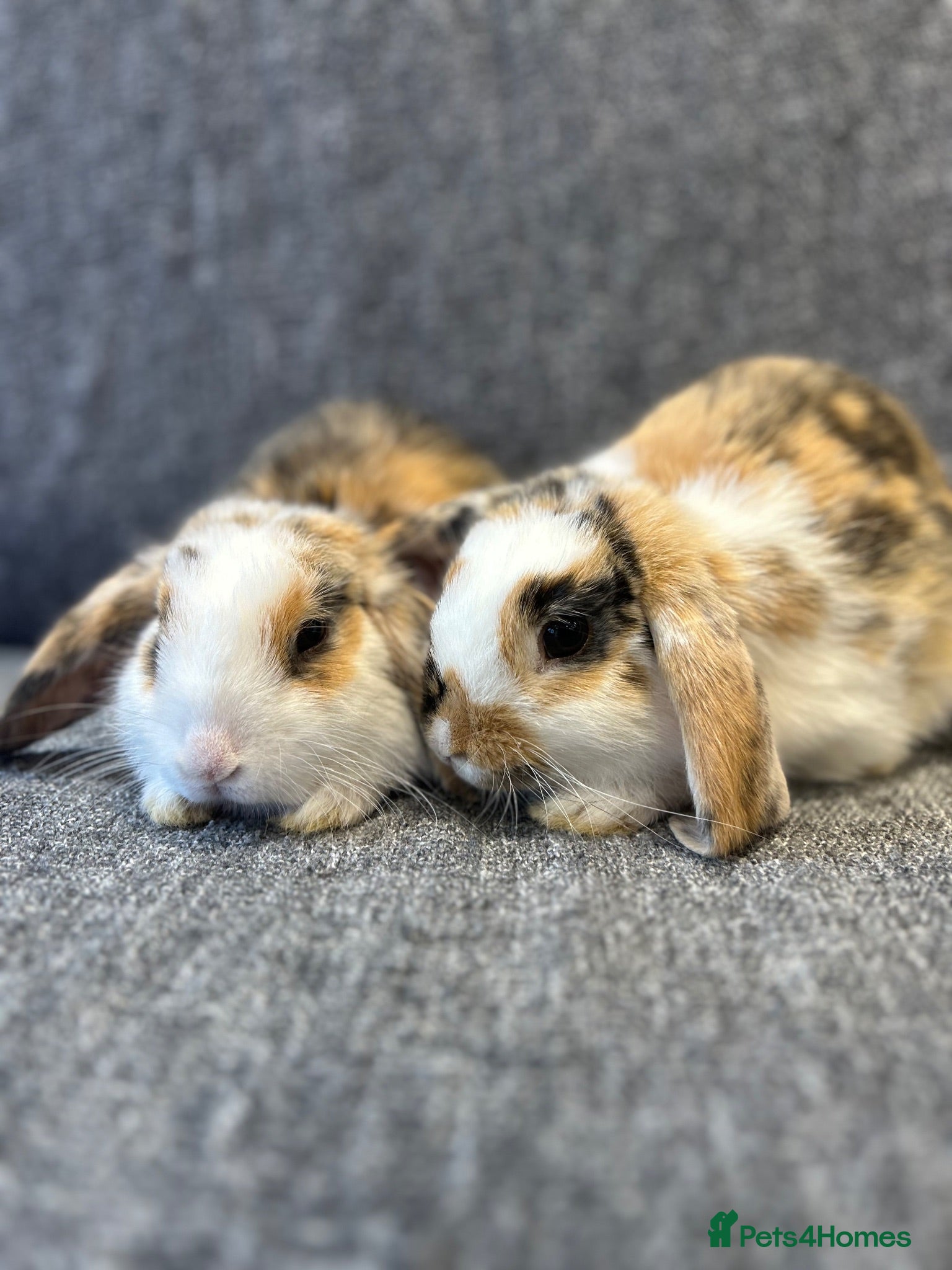 Mini Lop rabbits 🐰 3 Gorgeous mini lops available🐰 - Advert 2