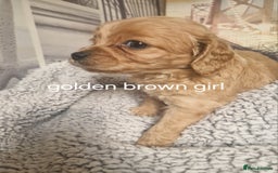 Cockapoo dogs for sale: 4 outstanding cockerpoos  - Image 31