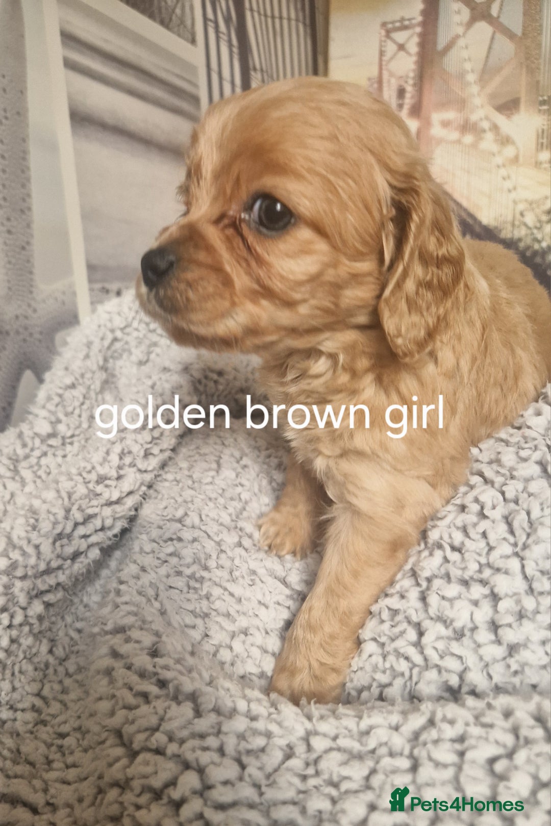Cockapoo dogs for sale: 4 outstanding cockerpoos  - Image 31