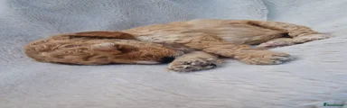 Cockapoo 5