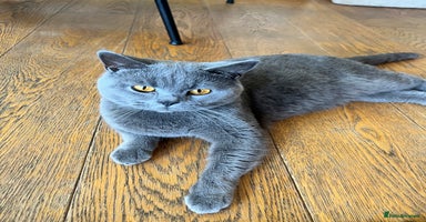 British Shorthair cats - Advert 11