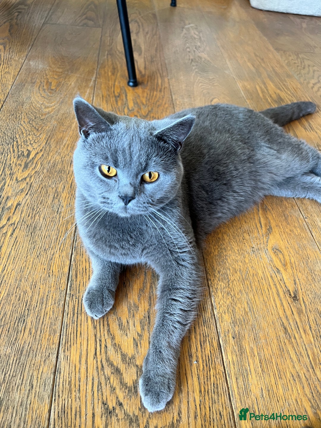 British Shorthair cats for sale: 5 year old British shorthair for sale - Image 2