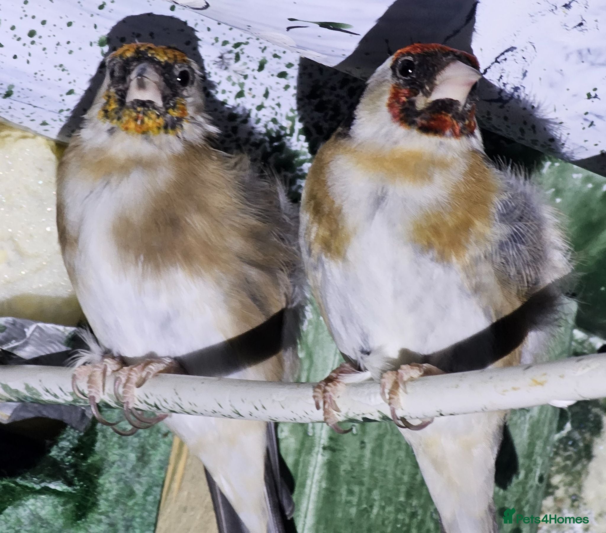 Mixed Breed birds Goldfinch  - Advert 16