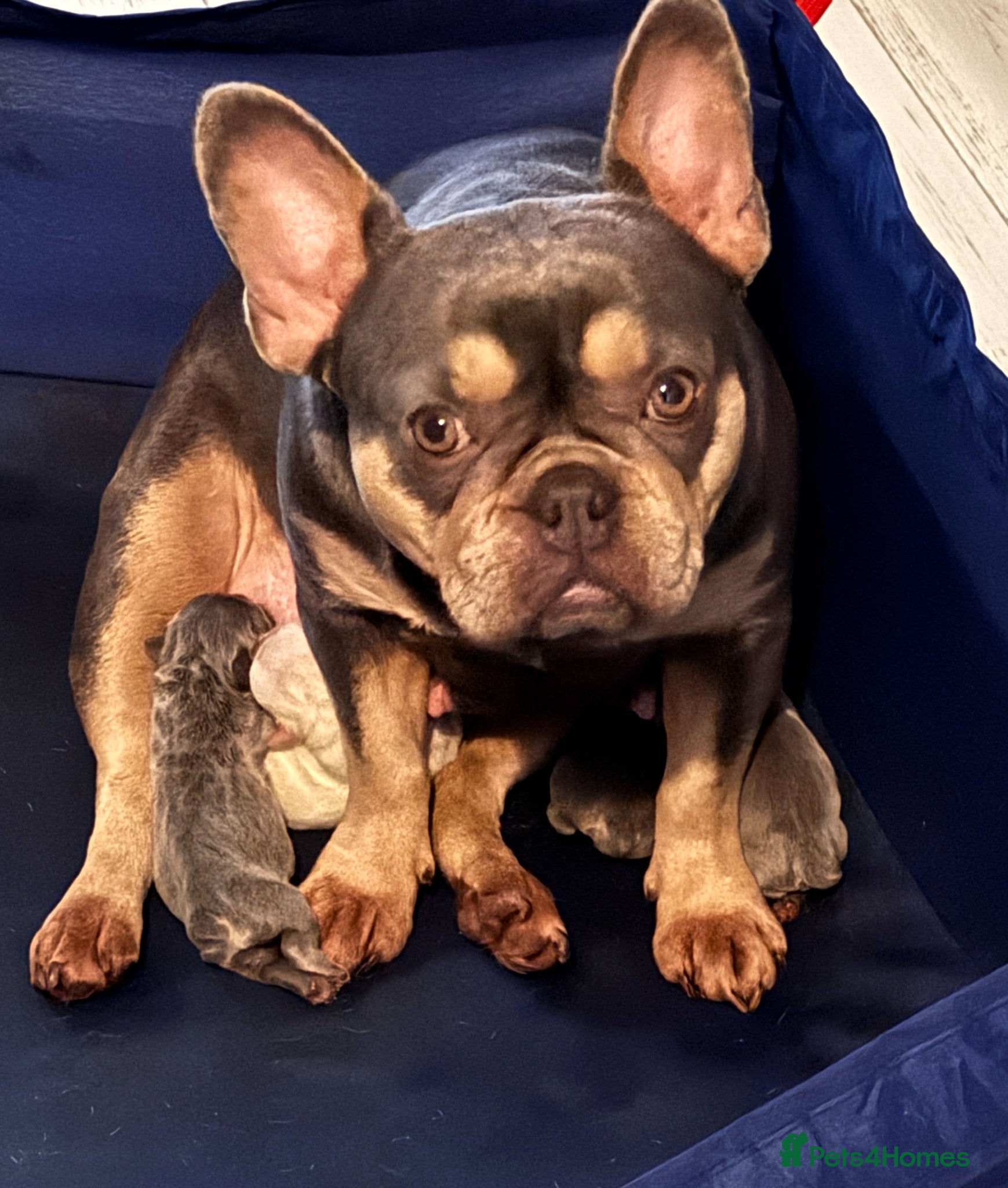 French Bulldog dogs for sale: 3 Girls 3 Big Personalities! - Advert 1