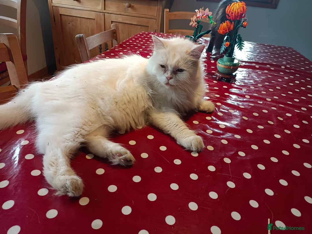 Persian cats for adoption: Agi, Persian, aged 7, looking for a loving home - Advert 3