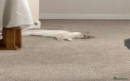 Ragdoll cats for sale: Ragdoll for sale  - Image 7