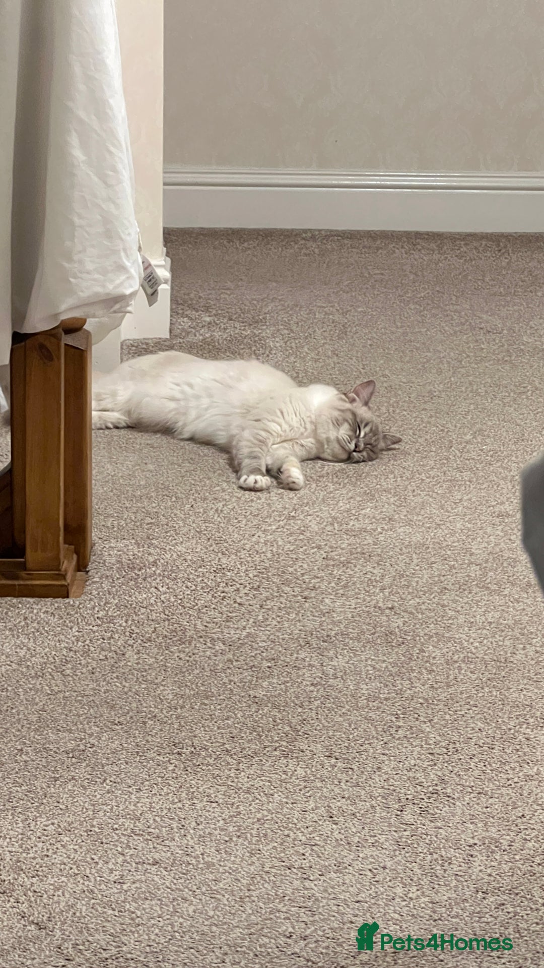 Ragdoll cats for sale: Ragdoll for sale  - Image 7