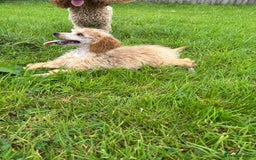 Miniature Poodle dogs for sale: Kc health tested red miniature poodle pups in Llandeilo - Image 7