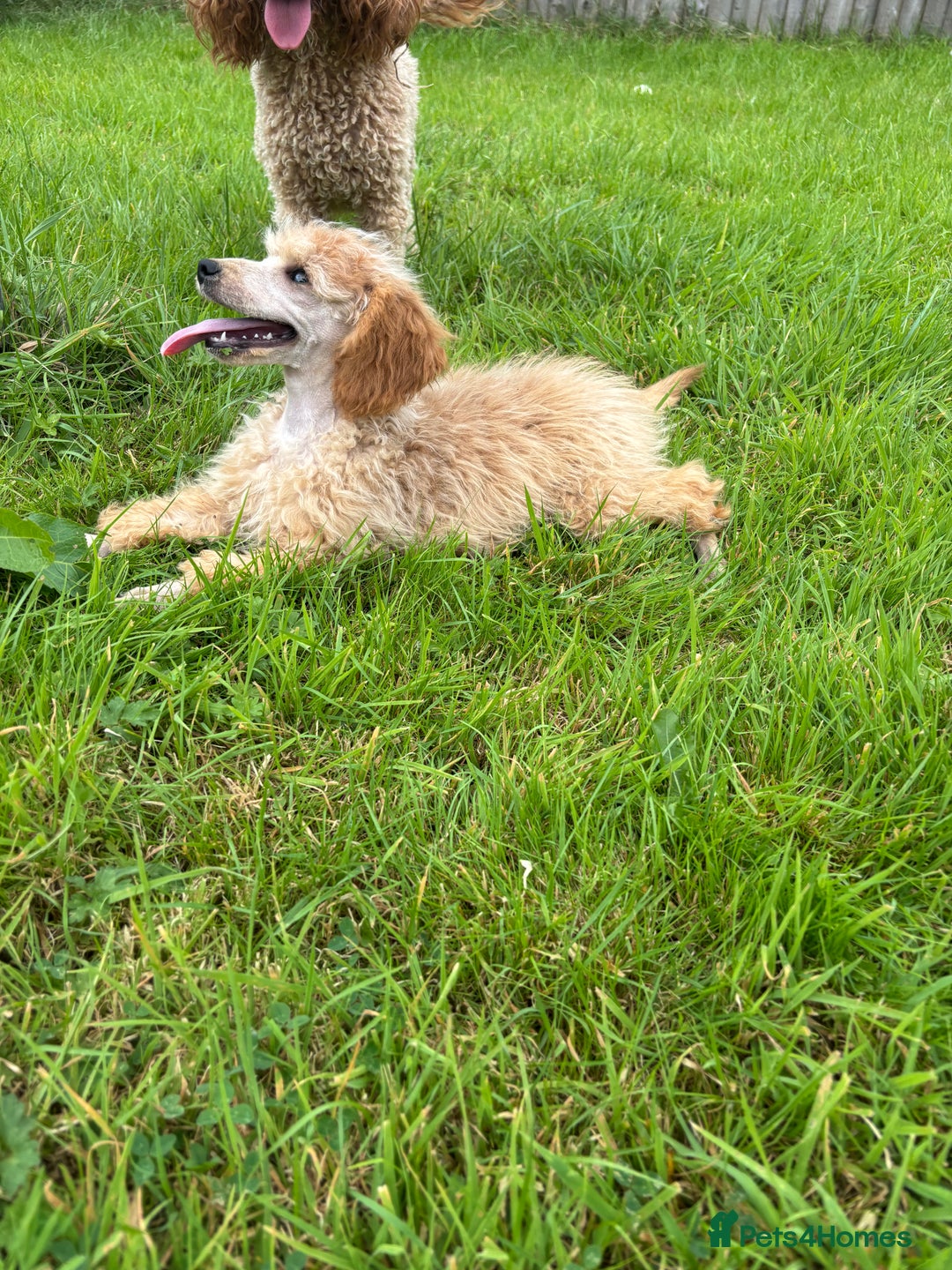Miniature Poodle dogs for sale: Kc health tested red miniature poodle pups in Llandeilo - Image 7