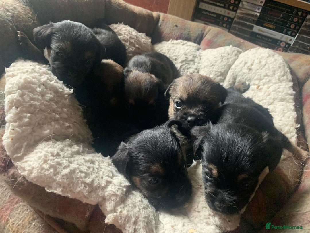 Border Terrier dogs for sale: Border Terrier Puppies For Sale  - Image 3