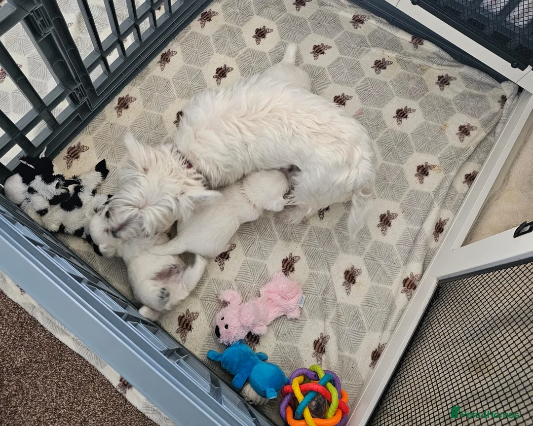 West Highland Terrier dogs for sale: Westie pups in Northumberland in Berwick-upon-Tweed - Advert 2