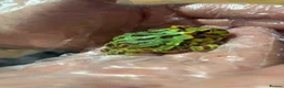 Frog reptiles for sale: Pac-Man Juveniles Available! - Advert 3