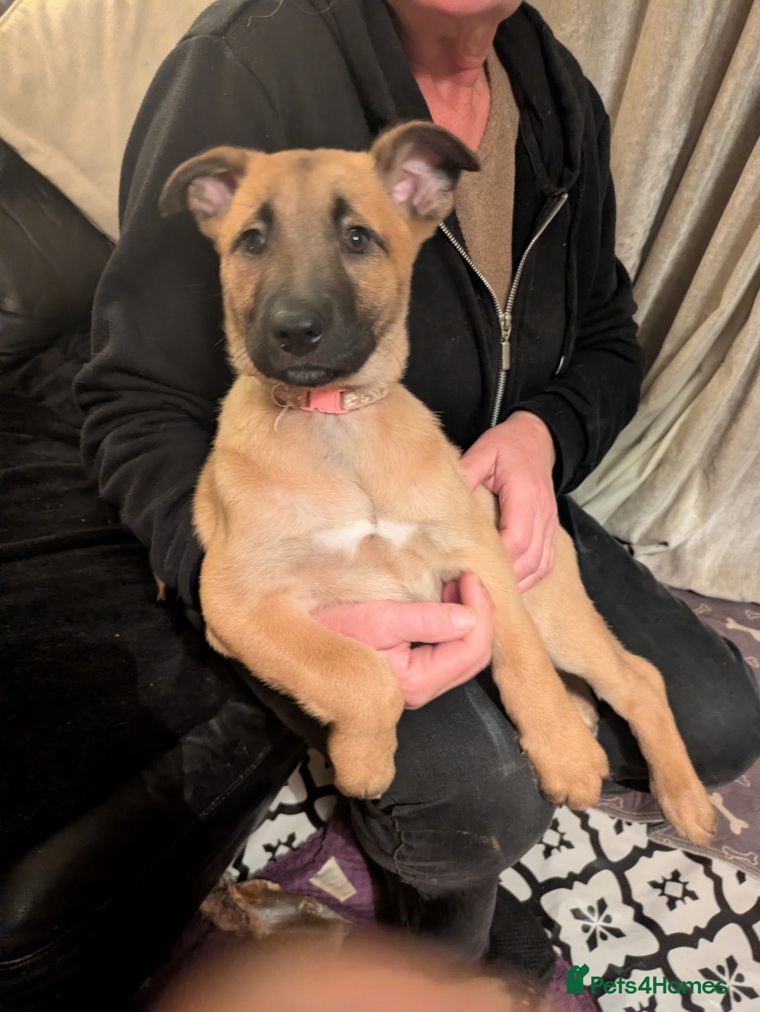 Belgian Shepherd Dog dogs for sale: Belgian Shepherd - Malinois  - Advert 9