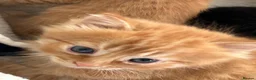 Mixed Breed cats for sale: Beautiful Kittens  - Advert 3
