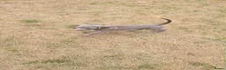 Weimaraner dogs for sale: Puppies  in Oxford - Advert 3