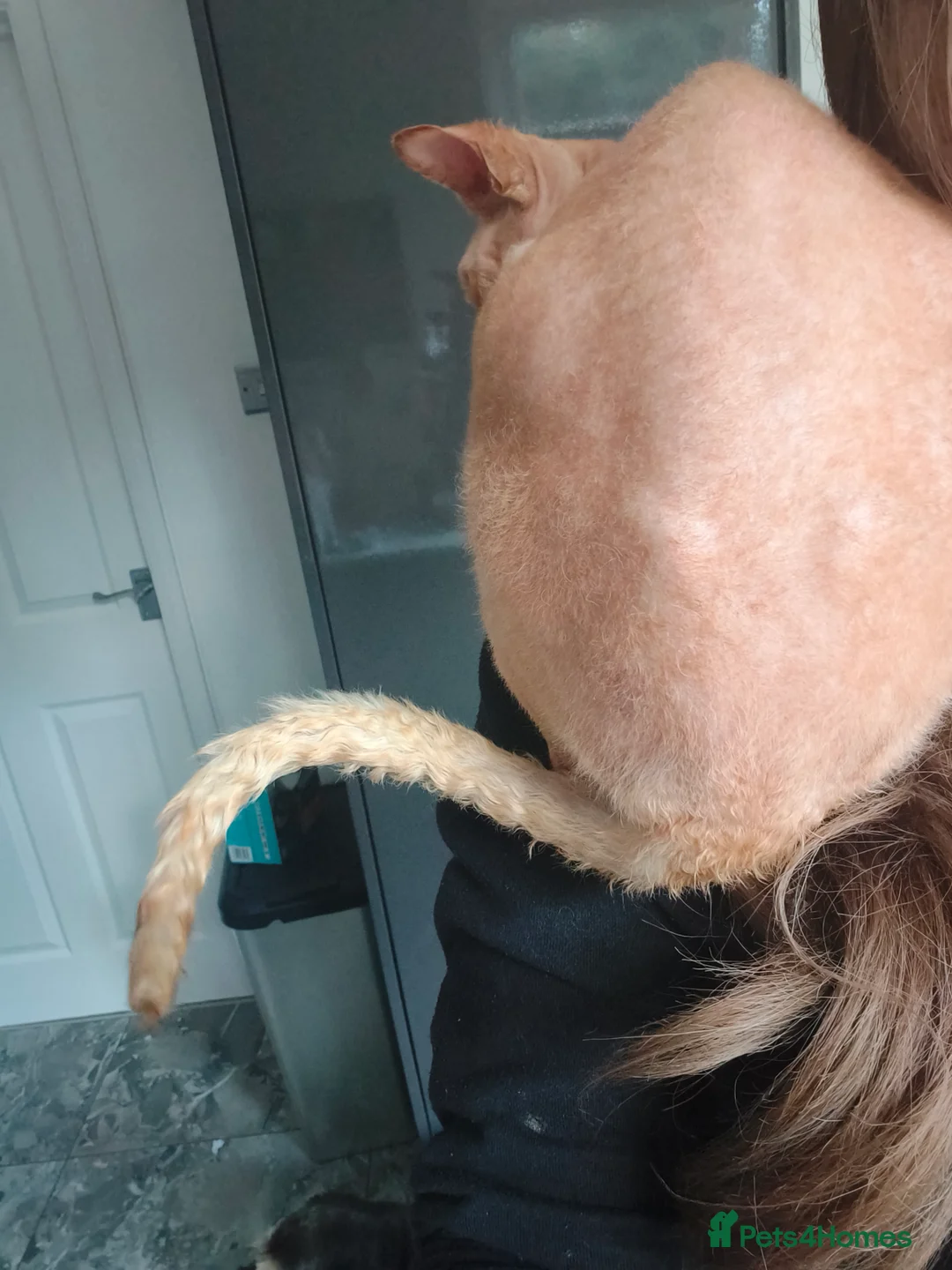 Sphynx cats for sale: Sphynx male for sale  - Advert 3