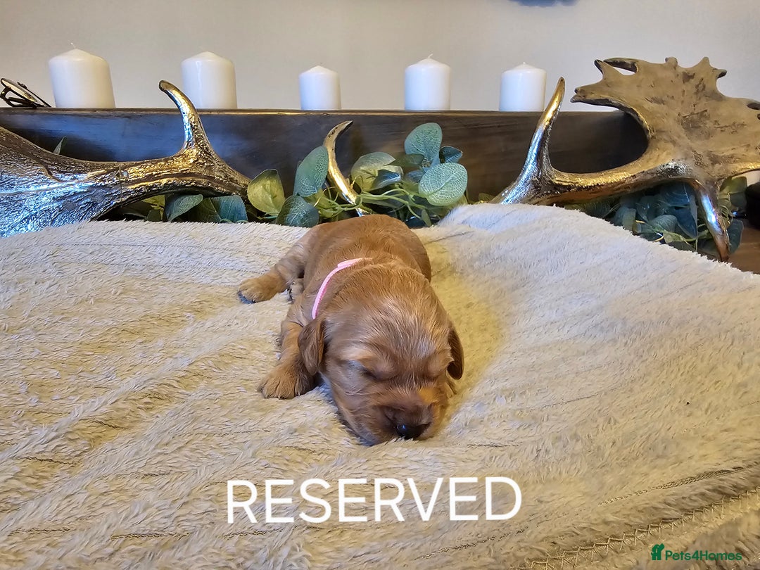 Cockapoo dogs for sale: Cockapoo puppies - Advert 6