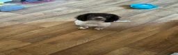 English Springer Spaniel dogs for sale: male puppy  in Highbridge - Advert 5